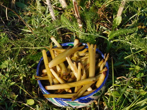 Le printemps en bouche